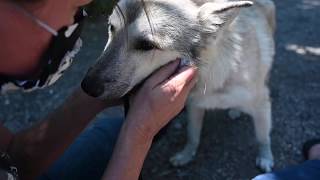 Rescuing 45 Dogs from Mexico