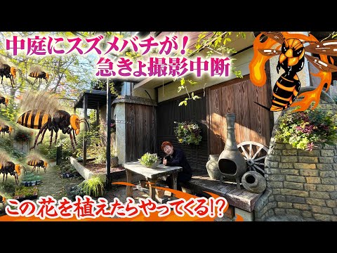 園芸 サギナサブラタ