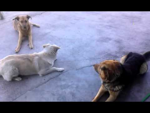 3 dogs  adespota sto Elliniko