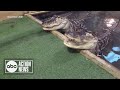 Several animals die in fire at Madeira Beach wildlife center