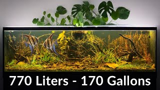 Angelfish Laid Eggs… But Then This Happened!