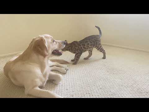 Golden Retriever and Bengal cats playing