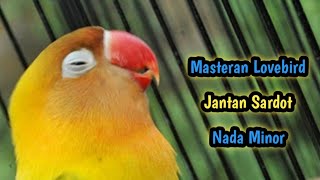 Download lagu MINOR.!! Masteran Lovebird Jantan Konslet Birahi Lanjut Bunyi Auto Ampuh Cetak Ngekek Dobelan mp3
