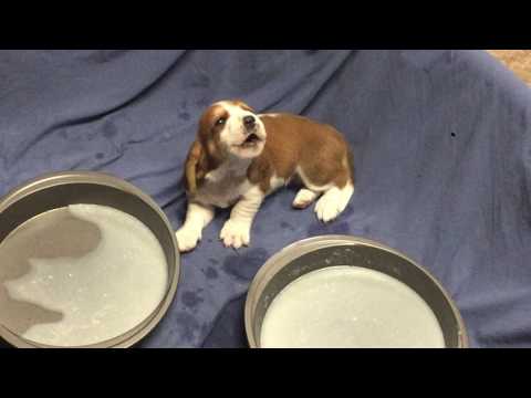 basset hound howling