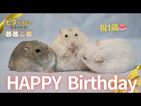 【祝1歳】七夕ベイビー、成長の記録 ～ジャンガリアンハムスター
