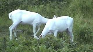 preview picture of video 'The Beautiful Ghost Deer of Boulder Junction, Wisconsin ~ Early Summer 2011'