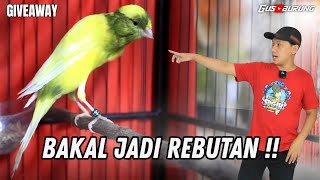 Download lagu Spek MEWAH❗FULL KENARI MLENGKUNG MBONGKOK !! mp3