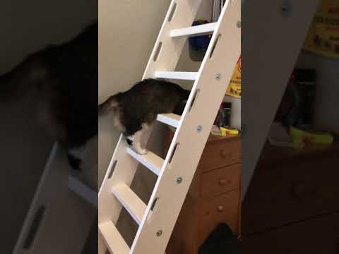 I taught my cat to climb a ladder