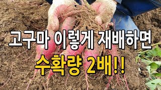 고구마 이렇게 재배하면 수확량 2배 늘어납니다. 고구마재배법 고구마 농사