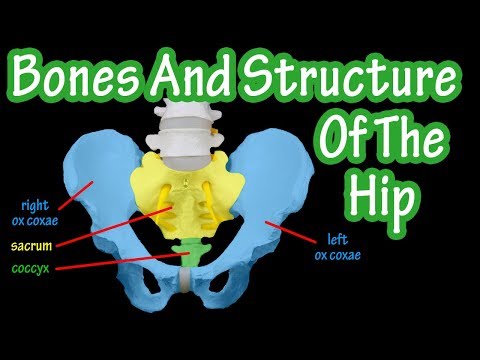 Bones Of The Hip - Structure Of The Hip - Pelvic Girdle Anatomy - Bones Of The Pelvis