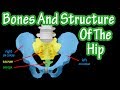 Bones Of The Hip - Structure Of The Hip - Pelvic Girdle Anatomy - Bones Of The Pelvis