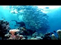 Exploring the underwater reefs in Malaysia with.