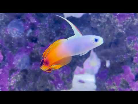 Only Fins: The Firefish Goby (Mooshu)