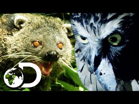 The Oddest Predator On The Island Of Borneo | Wildest Islands Of Indonesia