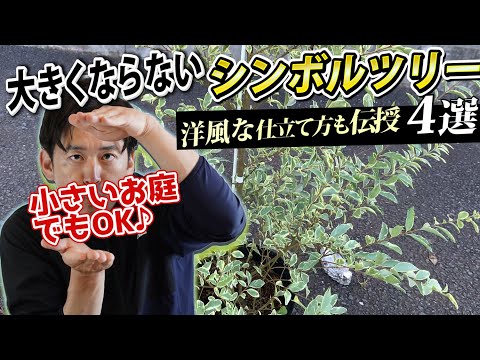 園芸 ピトケアニア・マイディフォリア