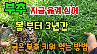 부추 지금옮겨심어 봄부터 3년간 굵은 부추를 키워 먹는 방법 부추해충예방법 부추밭만들기 부추뿌리나누기