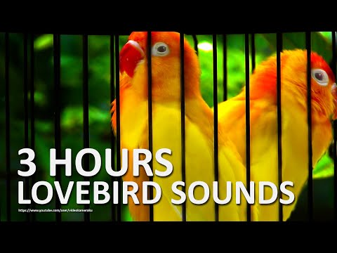 Lovebird Chirping Sounds 3 Hours - A Pair of Lutino