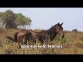 Wild Horses Stallion Kidnaps A Female