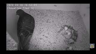 Naissances des bébés pigeons