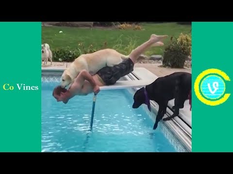 Try Not To Laugh Watching Funny Animal Fails Compilation November 2018 #1 - Co Vines✔