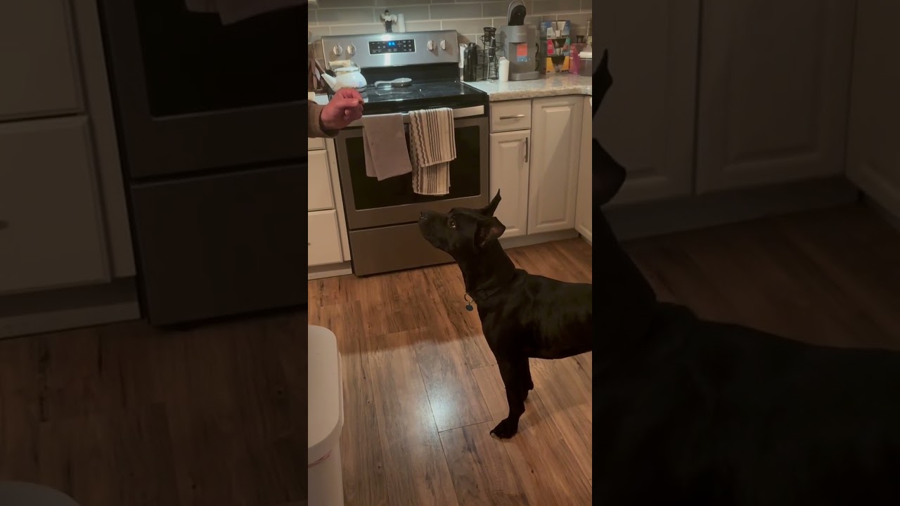 Enlarge James (Mr. Jimmy), a Adoptable mixed breed in Grand Rapids, MN video 3/3