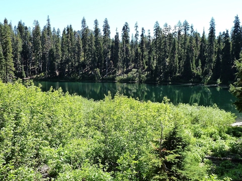 Ark! Alpha rex attack running like hell!