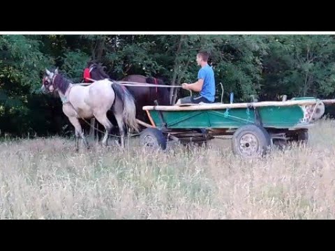 Merg cu Murgu și Suru la cosit de iarbă...!!! Am băgat la 2 caii