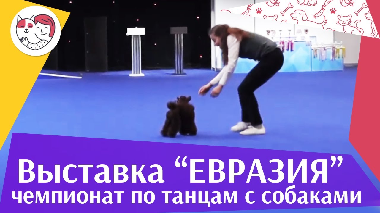 Чемпионат РКФ по танцам с собаками 4 на Евразии 17 ilikepet
