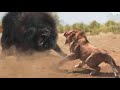 This Giant Dog Makes Lion Terrifying 7 Animals Can Beat Lion