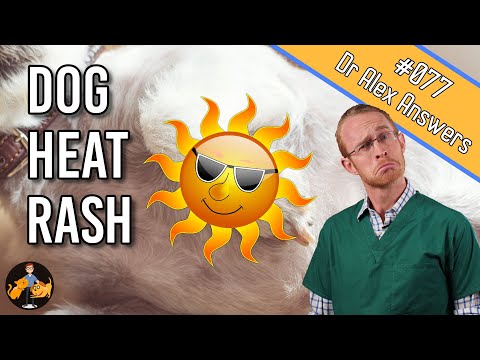 YouTube video about: How to treat heat rash on dogs?