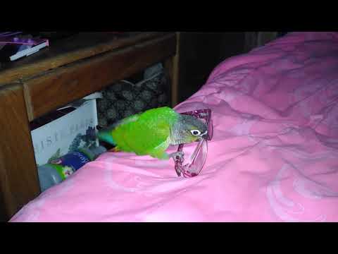 download lagu mp3 mp4 Midori Glasses, download lagu Midori Glasses gratis, unduh video klip Midori Glasses