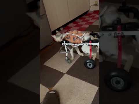 20歳の猫 アイちゃんが車椅子で歩く様子