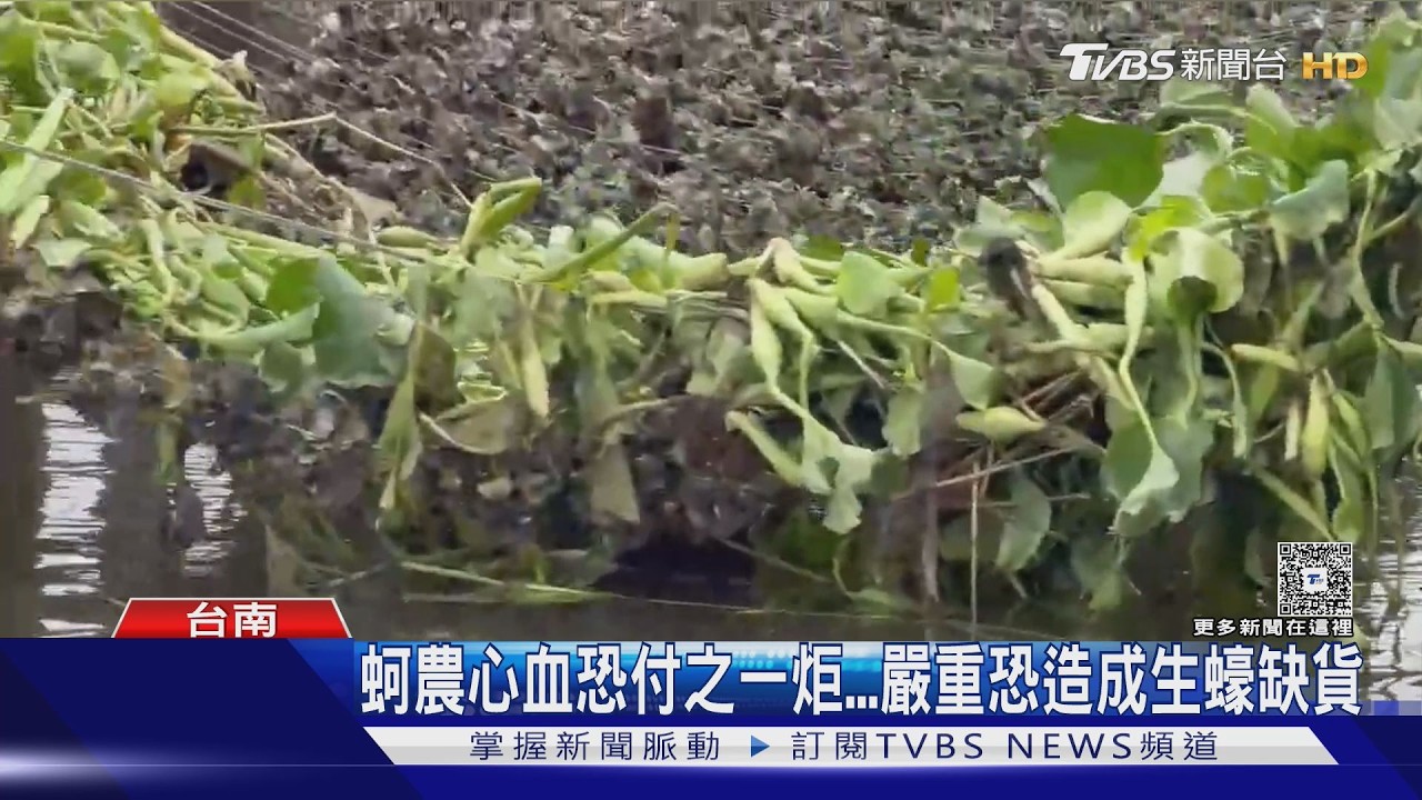 影音/布袋蓮攻陷蚵棚! 上百公頃遭覆蓋 生蠔恐斷貨危機