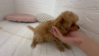 ハーフ犬の動画01