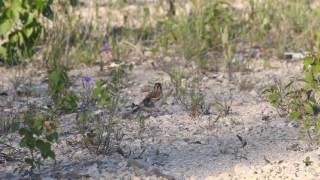 Lark Sparrow
