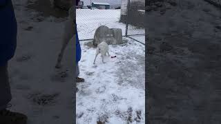 Video preview image #1 Mutt Puppy For Sale in Rootstown, OH, USA