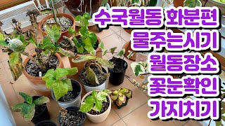 수국월동 화분편!! 겨울철 물주는시기, 월동장소, 월동온도, 꽃눈확인, 가지치기!!