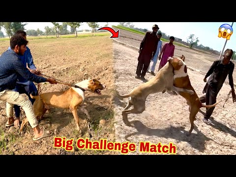 Bully Dog Badshah's biggest challenge match happened 😱