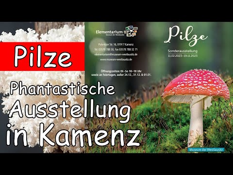 Pilze - Phantastische Ausstellung in Kamenz im Museum der Westlausitz