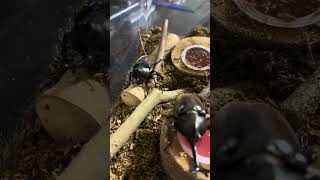 2026年8月6日 カブトムシたちの様子✨️