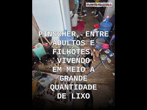 Denúncia anônima revela 18 cães em condições insalubres; idosa de 73 anos é presa em Iapu
