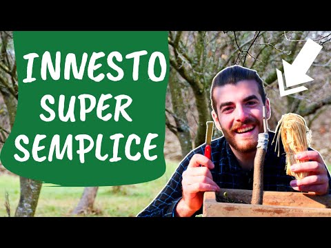 Innesto a SPACCO semplicissimo [ in 5 passaggi ]