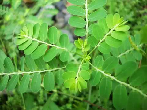 download lagu mp3 mp4 Jaundice Bitters, download mp3 Jaundice Bitters free downloadn, video klip Jaundice Bitters