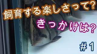こね中の飼育こねくトーク!　#1【飼育,ペット,アクアリウム,爬虫類,小動物,ラジオ,熱帯魚】