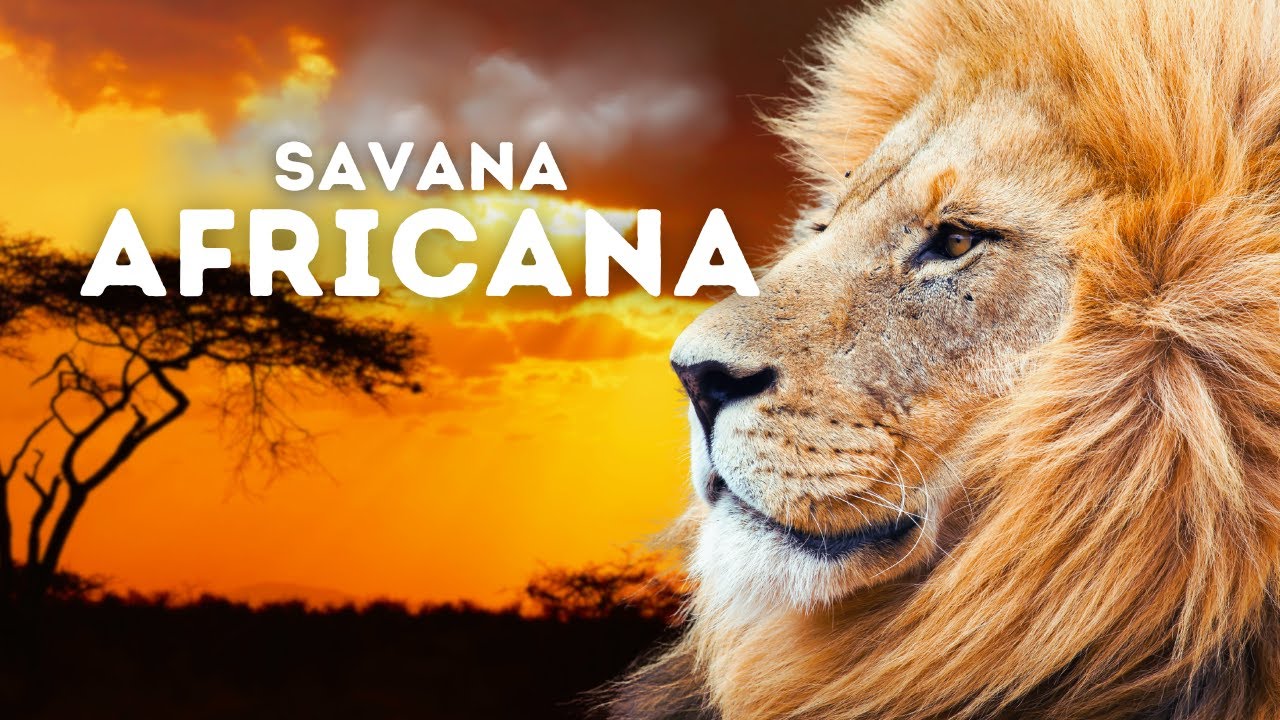 Segredos da SAVANA | Uma Jornada pela Fauna Africana | Documentário