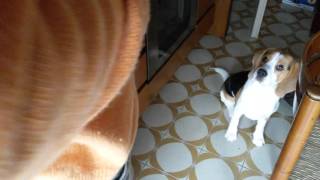 Cane bigol che da la zampa