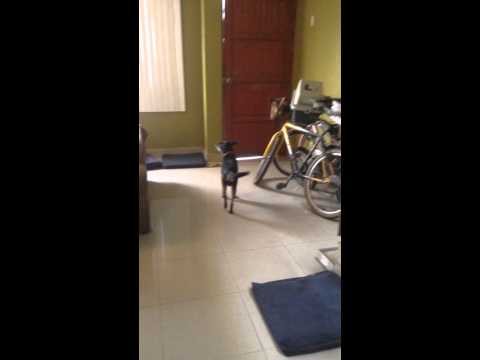 Perro que dice la palabra hermano!...