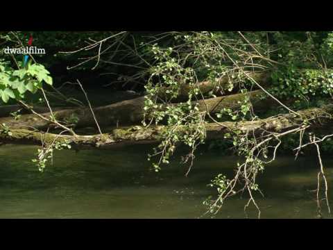 download lagu mp3 mp4 Dwaalfilm, download lagu Dwaalfilm gratis, unduh video klip Dwaalfilm