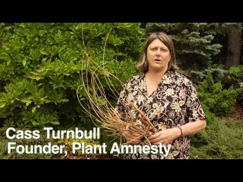 How to Prune Magnolias - Instructional Video w/ Plant Amnesty