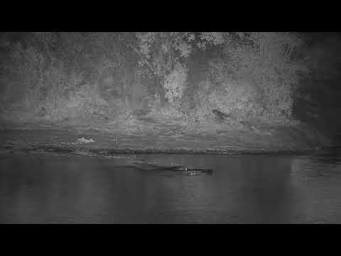 Djuma: Hippos return to dam - 05:53 - 06/30/21